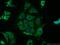 Mitogen-Activated Protein Kinase Kinase 2 antibody, 11049-1-AP, Proteintech Group, Immunofluorescence image 
