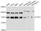 Forkhead Box P1 antibody, LS-C747777, Lifespan Biosciences, Western Blot image 