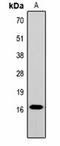 H1F1 antibody, orb334660, Biorbyt, Western Blot image 