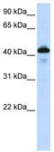 PSPB antibody, TA346044, Origene, Western Blot image 
