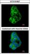 Melanoma inhibitory activity protein 3 antibody, LS-B4210, Lifespan Biosciences, Immunofluorescence image 