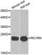 Recoverin antibody, orb247415, Biorbyt, Western Blot image 