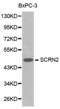 Secernin 2 antibody, abx001117, Abbexa, Western Blot image 