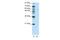 Grainyhead Like Transcription Factor 3 antibody, ARP39489_P050, Aviva Systems Biology, Western Blot image 