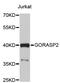 Golgi reassembly-stacking protein 2 antibody, STJ23833, St John