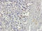 Interleukin 10 antibody, orb319439, Biorbyt, Immunohistochemistry paraffin image 