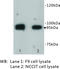 Leucine Rich Repeat Containing G Protein-Coupled Receptor 5 antibody, MBS355156, MyBioSource, Western Blot image 
