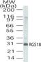 Regulator Of G Protein Signaling 18 antibody, PA1-41111, Invitrogen Antibodies, Western Blot image 