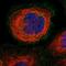 Pannexin 1 antibody, HPA016930, Atlas Antibodies, Immunocytochemistry image 