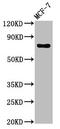 Tubulin Gamma Complex Associated Protein 4 antibody, CSB-PA871402LA01HU, Cusabio, Western Blot image 