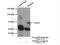 E3 ubiquitin-protein ligase TRIM41 antibody, 18468-1-AP, Proteintech Group, Immunoprecipitation image 