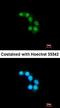 Syntaxin-binding protein 2 antibody, orb74192, Biorbyt, Immunofluorescence image 