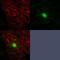 Rab3A-interacting protein antibody, NBP2-45500, Novus Biologicals, Immunofluorescence image 