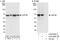 Regulator of nonsense transcripts 3B antibody, A303-688A, Bethyl Labs, Immunoprecipitation image 
