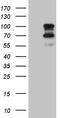Chloride Channel Accessory 1 antibody, M03318, Boster Biological Technology, Western Blot image 