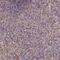 Leukocyte Receptor Cluster Member 8 antibody, PA5-59847, Invitrogen Antibodies, Immunohistochemistry paraffin image 