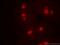UTP3 Small Subunit Processome Component antibody, 18886-1-AP, Proteintech Group, Immunofluorescence image 