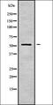 p68 antibody, orb336879, Biorbyt, Western Blot image 