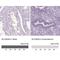 Testis anion transporter 1 antibody, NBP1-87419, Novus Biologicals, Immunohistochemistry paraffin image 
