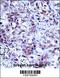 Histone H1.3 antibody, 57-240, ProSci, Immunohistochemistry paraffin image 