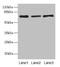Alpha Fetoprotein antibody, LS-C319037, Lifespan Biosciences, Western Blot image 