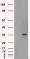 SDH antibody, CF500683, Origene, Western Blot image 