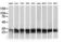 Pseudouridine 5'-Phosphatase antibody, LS-C172807, Lifespan Biosciences, Western Blot image 