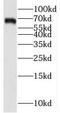 Syntaxin Binding Protein 1 antibody, FNab08359, FineTest, Western Blot image 