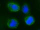 CD55 Molecule (Cromer Blood Group) antibody, 10101-R028, Sino Biological, Immunofluorescence image 