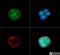 LDL Receptor Related Protein 8 antibody, NB100-2217, Novus Biologicals, Immunocytochemistry image 