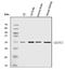 Basic Leucine Zipper ATF-Like Transcription Factor 2 antibody, A09891-2, Boster Biological Technology, Western Blot image 