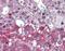 Neurotrophic Receptor Tyrosine Kinase 1 antibody, orb88186, Biorbyt, Immunohistochemistry paraffin image 