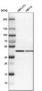Interleukin enhancer-binding factor 2 antibody, HPA007484, Atlas Antibodies, Western Blot image 