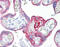 Keratin 7 antibody, TA318709, Origene, Immunohistochemistry paraffin image 