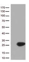 HGb antibody, TA812909, Origene, Western Blot image 