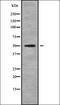Leukocyte immunoglobulin-like receptor 8 antibody, orb336337, Biorbyt, Western Blot image 