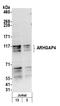 Rho GTPase Activating Protein 4 antibody, A305-232A, Bethyl Labs, Western Blot image 