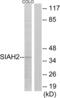 Siah E3 Ubiquitin Protein Ligase 2 antibody, LS-C120495, Lifespan Biosciences, Western Blot image 