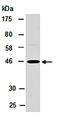 Axin-2 antibody, orb67133, Biorbyt, Western Blot image 