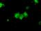 Ketohexokinase antibody, MA5-25137, Invitrogen Antibodies, Immunocytochemistry image 