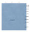 Adrenoceptor Beta 1 antibody, orb10055, Biorbyt, Western Blot image 