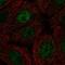 RNA Polymerase II Subunit I antibody, PA5-65152, Invitrogen Antibodies, Immunofluorescence image 