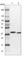G-Patch Domain Containing 11 antibody, HPA038232, Atlas Antibodies, Western Blot image 