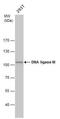 DNA ligase 3 antibody, MA1-23191, Invitrogen Antibodies, Western Blot image 