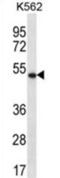 DNA dC->dU-editing enzyme APOBEC-3G antibody, abx025025, Abbexa, Western Blot image 