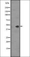 Somatostatin receptor type 5 antibody, orb335590, Biorbyt, Western Blot image 