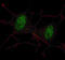 SMAD2 antibody, MBS9204752, MyBioSource, Immunofluorescence image 