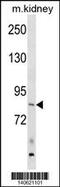 Rho Guanine Nucleotide Exchange Factor 16 antibody, 60-712, ProSci, Western Blot image 