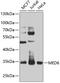 hMed6 antibody, 23-448, ProSci, Western Blot image 