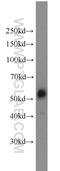 JNK1/MAPK8 Associated Membrane Protein antibody, 10023-1-AP, Proteintech Group, Western Blot image 